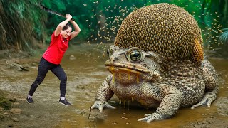 Download lagu Harvesting Monster Honey Toad & Go to Market Sell | Woman Fights Creature That Produces Real Honey mp3