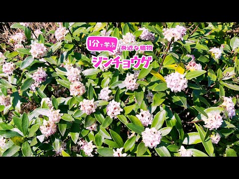 本物のジンチョウゲ 植物