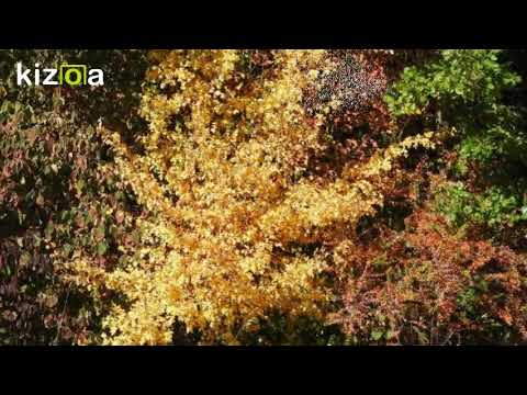 Montage Vidéo Kizoa: Rêves d'automne