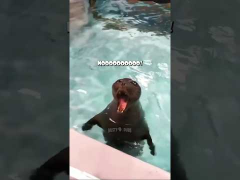 Mashup 3 🎥: nicolgor1 (IG) / meekotheiggy (IG) / abby.grote (IG) / pippa.and.eve (IG) #shorts