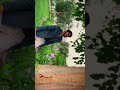 Sanam Teri Kasam Last Scene Emotional Scene Sanamterikasam
