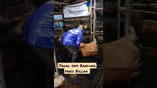 Download lagu jagal sapi Bandung rutinitas di malam hari motong sapi 💪💪 semangat terus bosku 💪💪 mp3 Download lagu jagal sapi Bandung rutinitas di malam hari motong sapi 💪💪 semangat terus bosku 💪💪 mp3