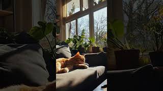 After all the mischief, does your cat like to cause trouble too? #cat