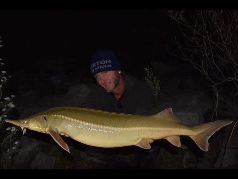 FEEDERMANIA - Feederbottal kecsegére és vicsegére