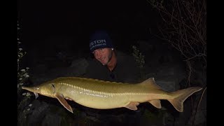 FEEDERMANIA - Kecsegehorgászat a Dunán