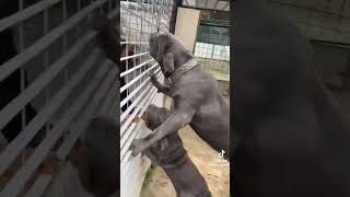 Download lagu MASTINO NAPOLETANO VS ROTTWEILER . ZARA DEGLI ANTICHI TEMPLARI 4 MESI mp3