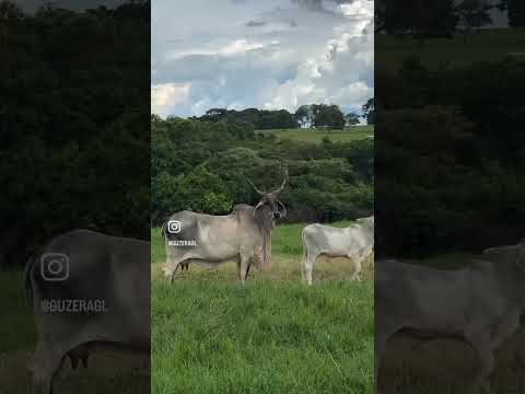 MALDIVA GL PAINEIRAS {OSASCO X INSULA (LIMO)} - GUZERÁ GL - FAZENDA PAINEIRAS -TRINDADE/GO @guzeragl