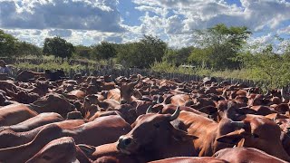 GENÔMICA SINDI INICIANDO !!!!