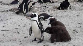 preview picture of video 'Twin penguin chicks vie for food'