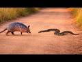 A Rattlesnake Attacks An Armadillo Mercilessly But Look What Happened
