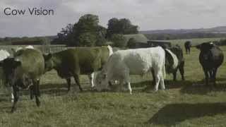 Human vision versus cattle vision