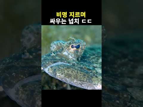 다 잡은 문어였는데..!