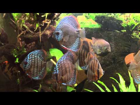 Updated video of my 5 foot discus fishtank aquascape(tank been running now for 7 months)