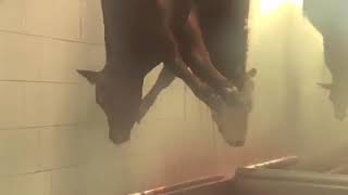 ALMAFUERTE - DE LA CARNE