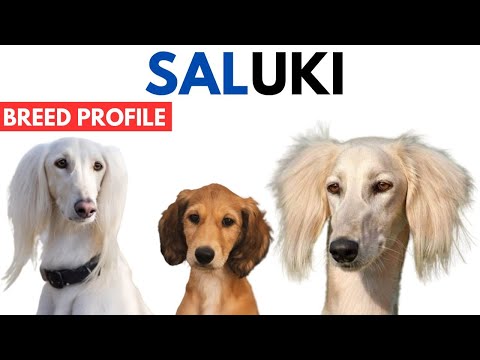 Saluki Dog Breed Profile History - Price - Traits - Saluki سلوقي Grooming Needs - Lifespan
