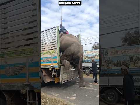 Black Panther 🤣 #funny #cat #shorts #dog #shortsfeed #animals #elephant #catlovers #pets #comedy