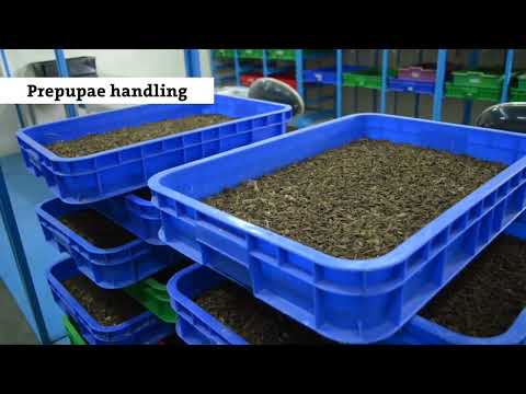 How to Use BSF Biowaste Treatment   Step by Step