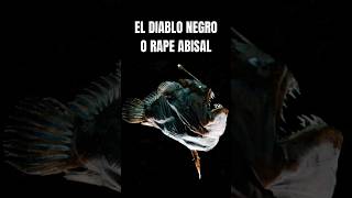 ¿SABIAS QUE...? | EL PEZ DIABLO NEGRO #shorts #sabiasque #peces