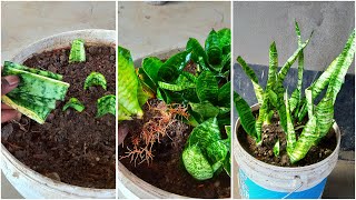 How to Grow Snake Plants From Leaves With Aloe Vera | Best Natural Rooting Hormone