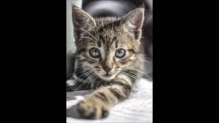 All I Need is a Kitty Cat, Cat Kitty for Christmas