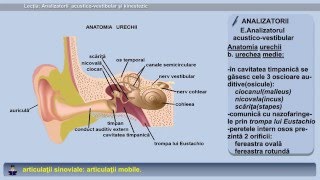 Analizatorul acustico-vestibular și kinestezic.