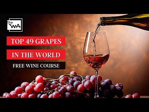 Top Wine Grapes in the World! Free Online Wine Course: Lesson 4.