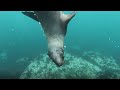 Relaxing Ocean Life | Meditation Music