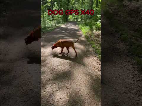 Pewność i bezpieczeństwo Twojego psa w terenie