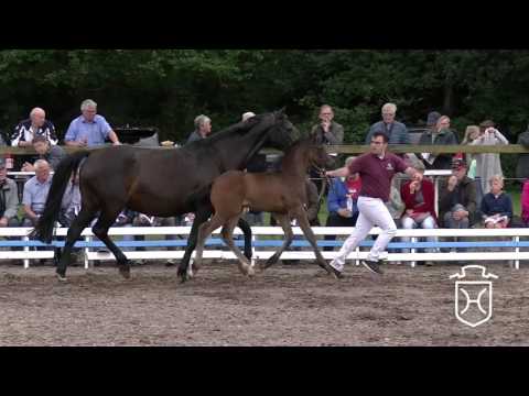 SL024 Hengstfohlen von Armand xx - Carnando - Corporal