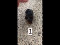 Tigers Eye Stone Skull