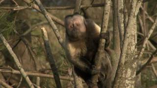 MONKEY MEDICINE at Living Links in Edinburgh Zoo