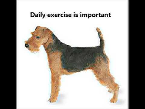 Welsh Terrier
