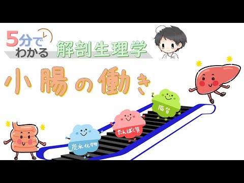 小腸の先天奇形について詳しく解説