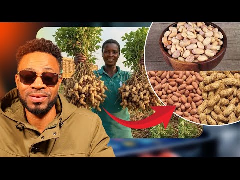 The Mystery About Groundnut