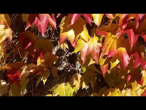 Parthenocissus art: Václav Kovalčík, říjen 2021