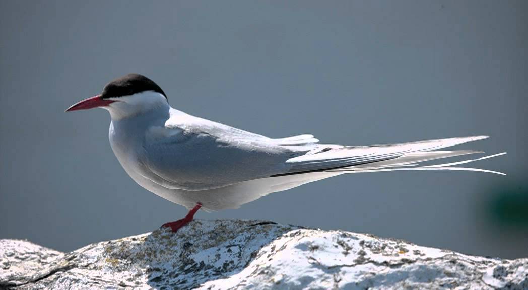 Taking a look at terns 1: Common vs Arctic Tern