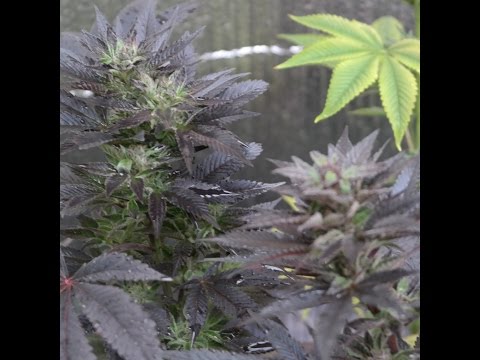 Casa Del Loki Presents- Winter Garden 05 - Ostara Black