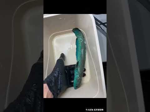 男子养了一条雷龙鱼，逗着逗着有一天鱼儿突然不动了