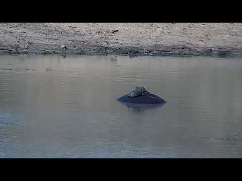 Djuma: Terrapins on Hippo - 14:45 - 09/27/2022
