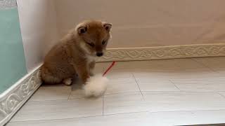 柴犬の動画01