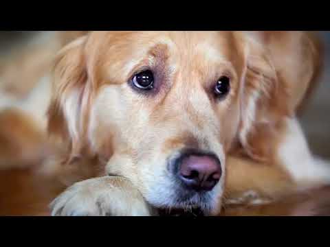 Steve Dale: Heroes Know the Truth About Dog Flu: What’s Real and What’s Not