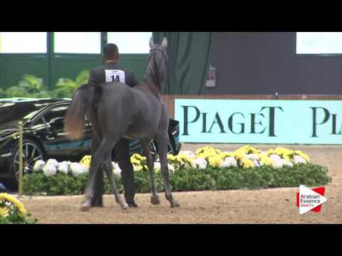 Milan SEWC 2016   Class 1B   Yearling Fillies