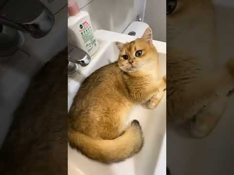 Silent Night Guardians 🌙🛡️