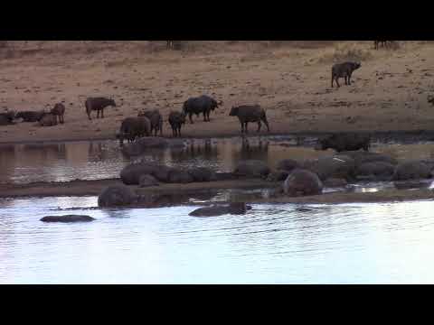 Hippo and Buffalo in Mud