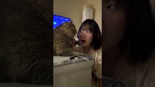 #cat #cute #catvideo #cutecat #funnyvideo