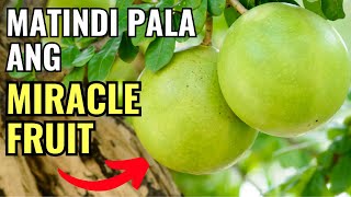 ANG TINDI PALA ng HEALTH BENEFITS ng MIRACLE FRUIT (baka hindi mo pa ito alam!)