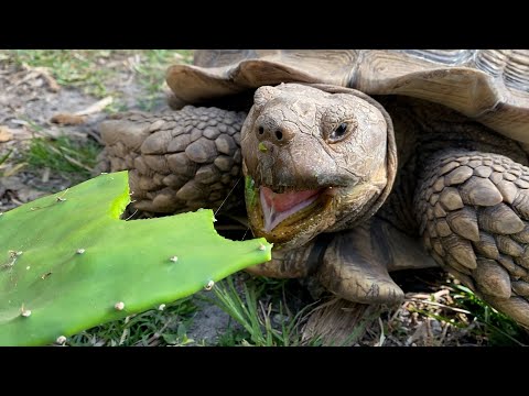 Feeding All My Tortoises