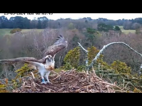 Welcome home Blue 022! Resident male returns to Poole Harbour Osprey nest 25 Mar 2024