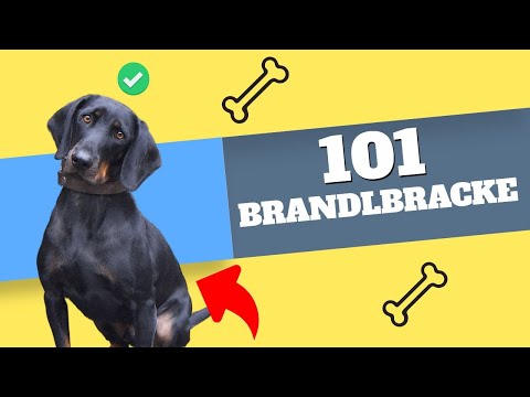 Uncovering the Mystery of the Brandlbracke: What Every Dog Lover Needs to Know!