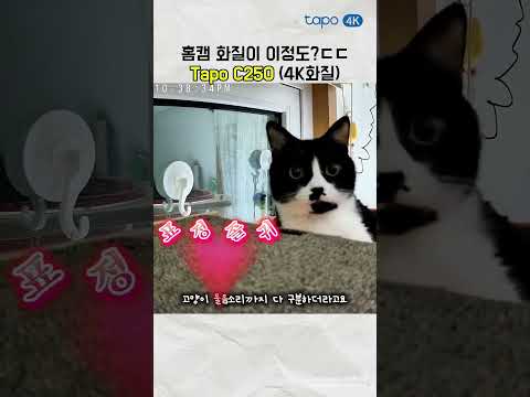 우리 애옹이 털 한 올까지, 놓치지 않을 거에요 